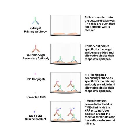 AMPK alpha (phospho Thr172) Cell Based ELISA Kit 